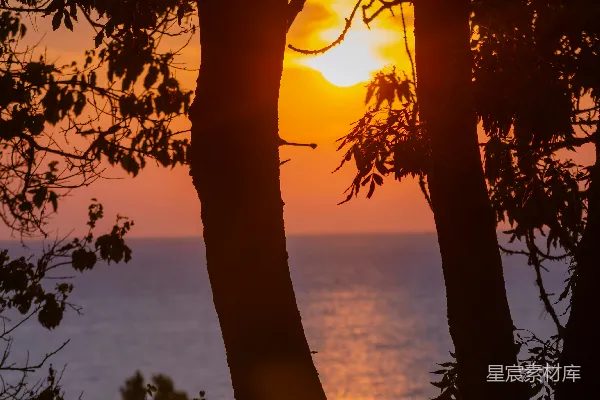 高清摄影 夕阳下的树影与海