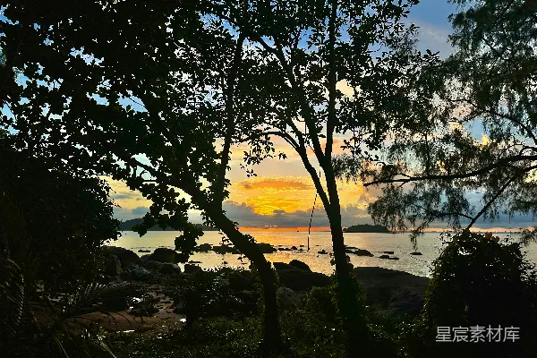 高清摄影 树影下的海边日落