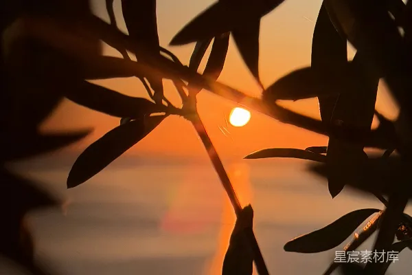 高清摄影 夕阳透过树叶的剪影