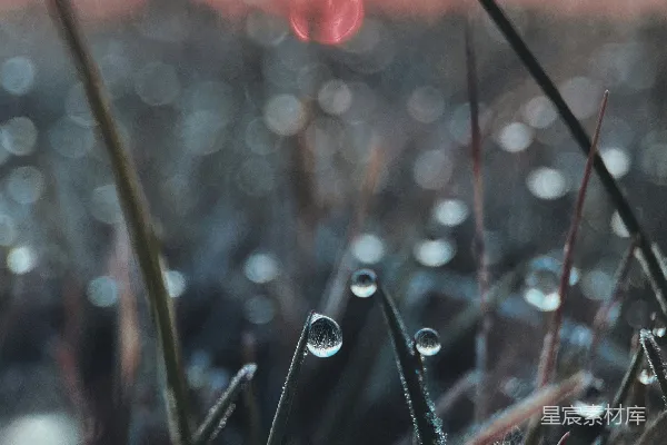 高清摄影 露珠晨曦