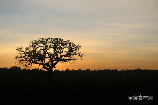 高清摄影 夕阳下的孤树