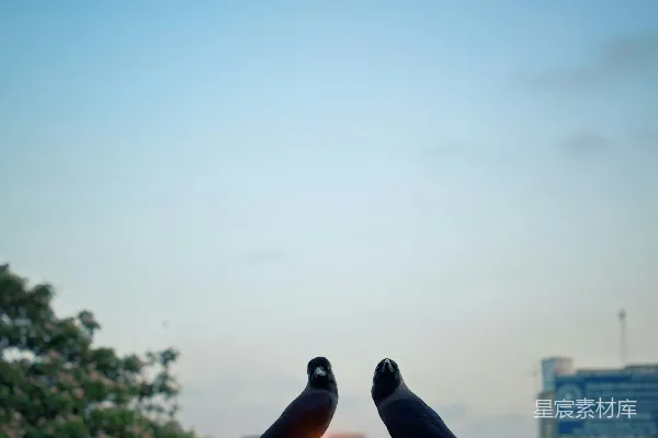 高清摄影 黄昏时分的双鸟
