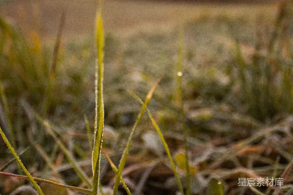 高清摄影 晨露中的草地