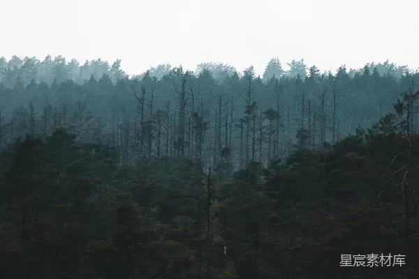 高清摄影 雾中的森林