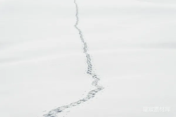 高清摄影 雪地上的足迹