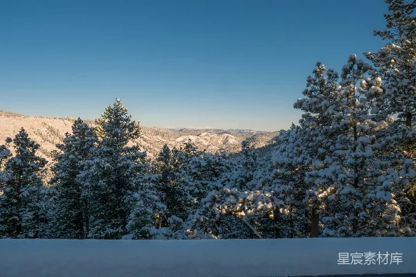 高清摄影 冬日山景：白雪覆盖的松树林