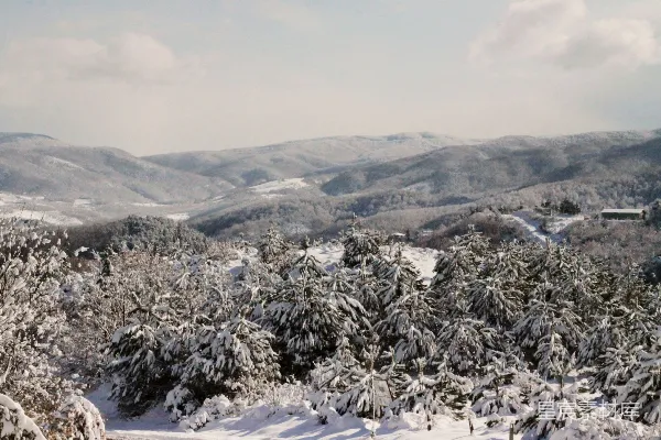 高清摄影 冬日雪景中的松林