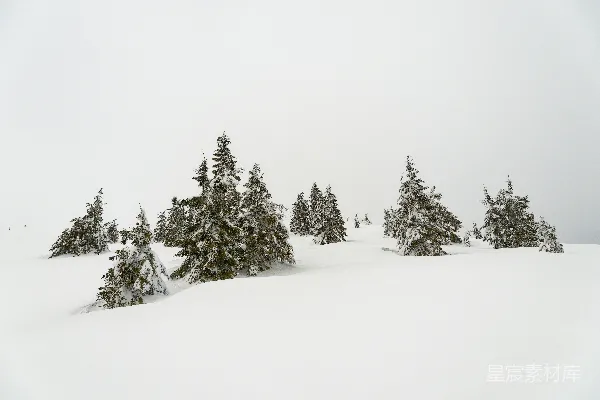高清摄影 雪中的松树林