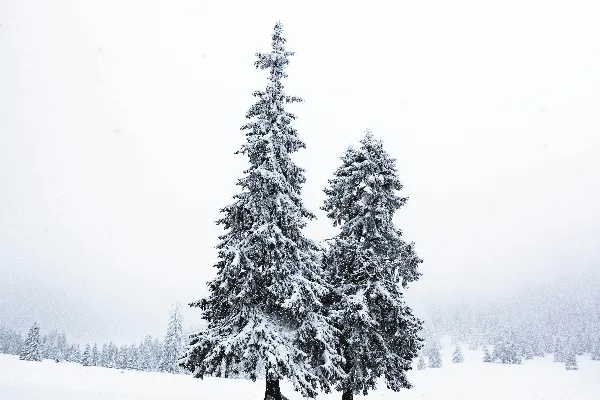 高清摄影 雪中的松树
