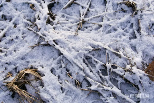 高清摄影 冬日雪地枯草纹理