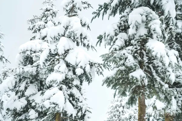 高清摄影 雪后的松树林