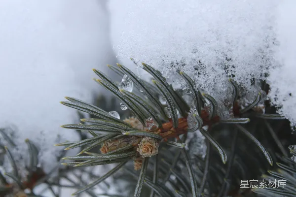 高清摄影 雪后的松针特写