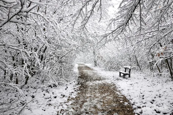 高清摄影 冬日雪景中的静谧小径