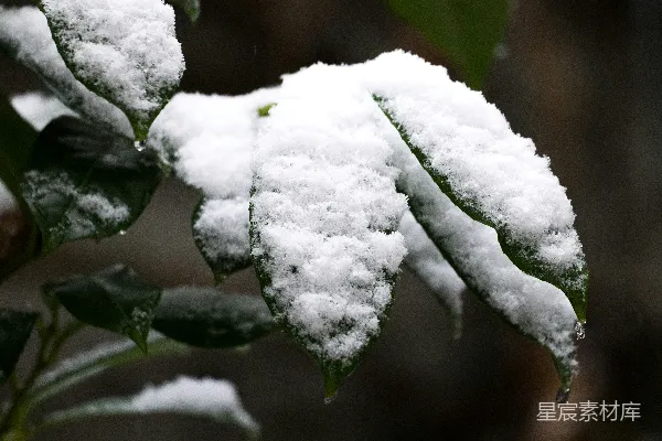 高清摄影 冬日雪景中的绿叶