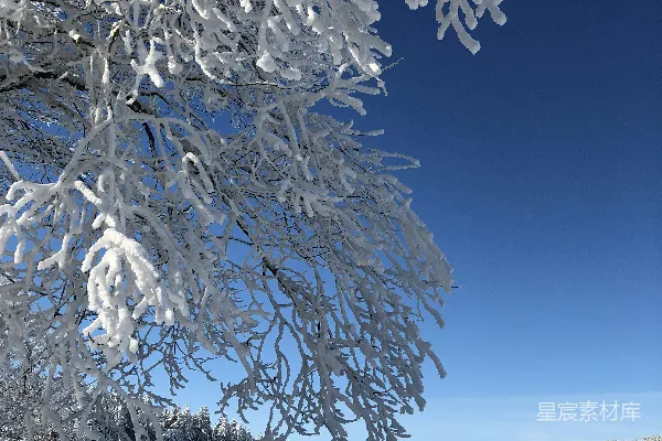 高清摄影 冬日雪景中的松树