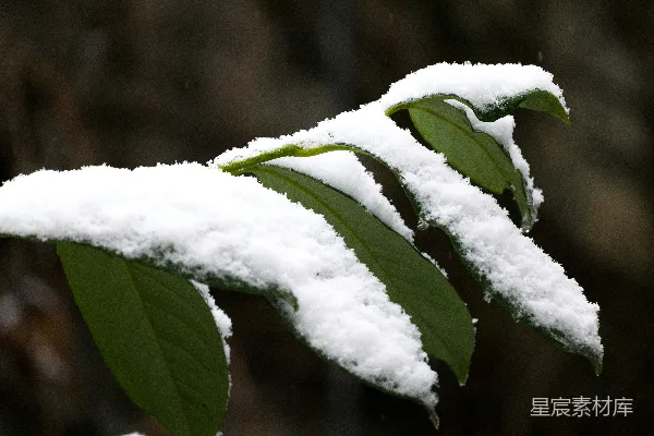 高清摄影 雪中绿叶