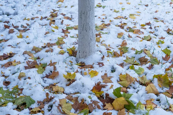 高清摄影 雪地上的落叶与树干