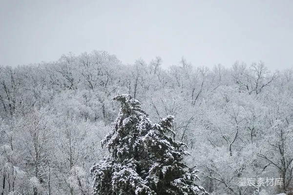 高清摄影 冬日雪景中的松树