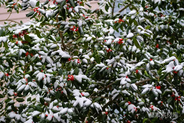 高清摄影 雪中冬日绿植