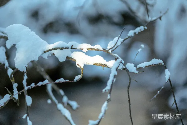 高清摄影 冬日雪景中的树枝