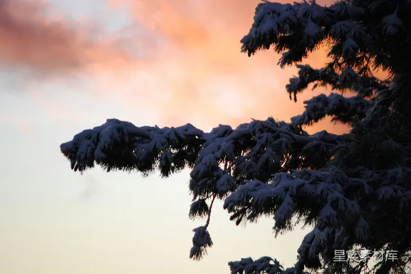 高清摄影 冬日雪景中的松树枝