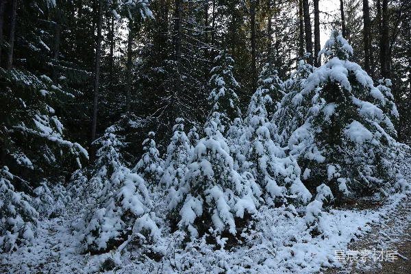 高清摄影 冬日雪景中的松树林