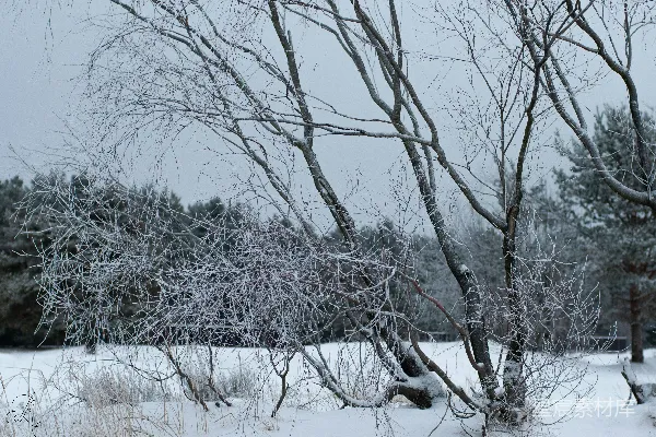 高清摄影 冬日雪景中的冰挂树枝