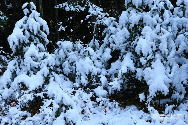 高清摄影 雪后的松树林
