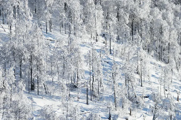 高清摄影 冬日雪景森林航拍
