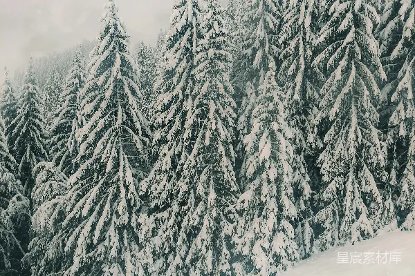 高清摄影 冬日雪林的宁静