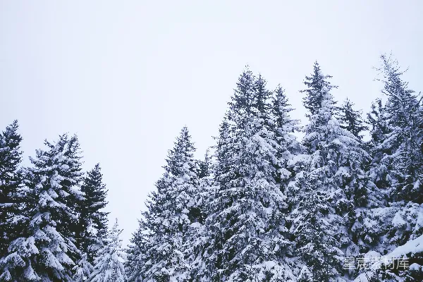 高清摄影 冬日雪景下的松树林