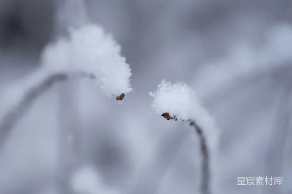 高清摄影 冬日雪景中的枯枝