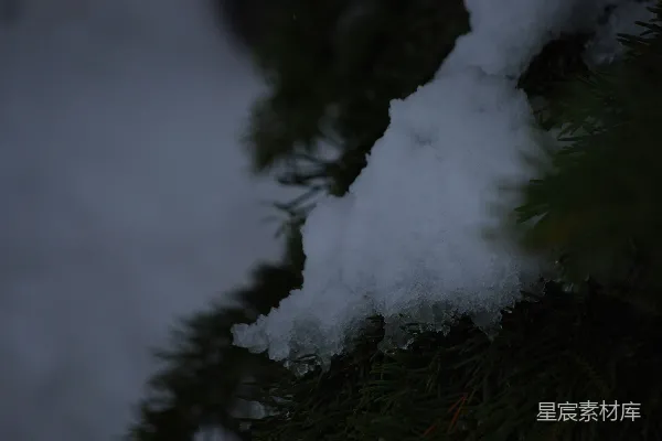 高清摄影 冬日松枝上的雪