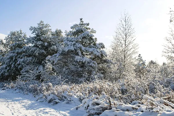 高清摄影 冬日雪景