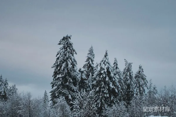 高清摄影 冬日雪松