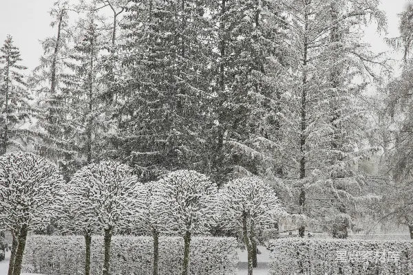 高清摄影 冬日雪景中的修剪树木