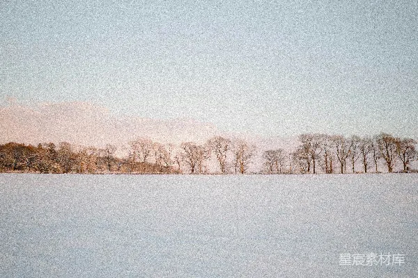 高清摄影 冬日雪景下的树林
