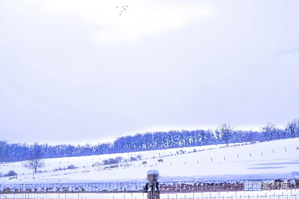 高清摄影 冬日雪景中的宁静牧场
