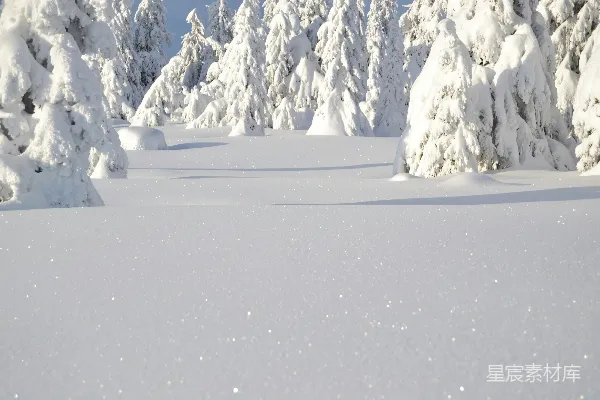 高清摄影 冬日雪景中的松树林