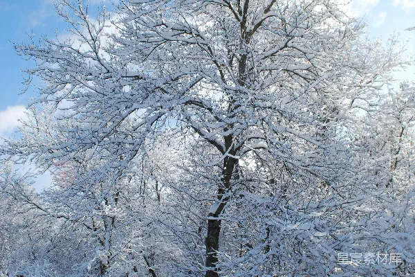 高清摄影 冬日雪景中的孤树