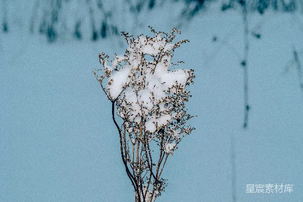高清摄影 雪中的枯枝