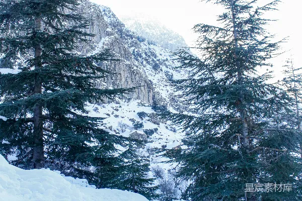 高清摄影 冬日雪景中的松树林