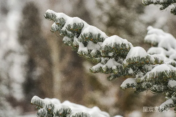 高清摄影 雪中的松枝