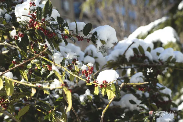 高清摄影 冬日雪景中的冬青果
