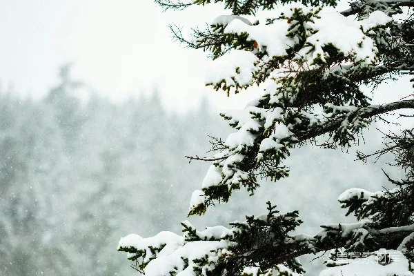高清摄影 冬日雪景中的松树