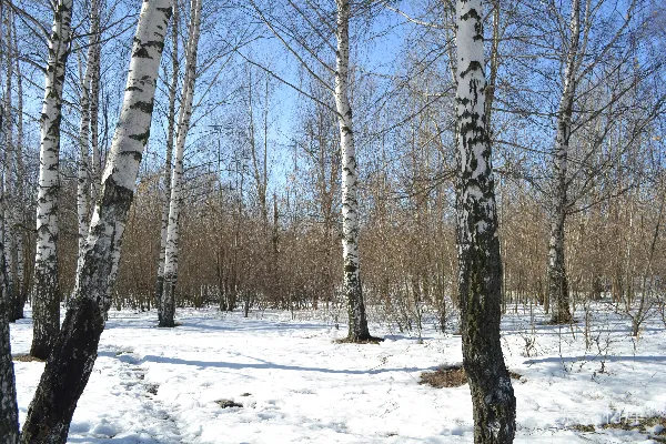 高清摄影 冬日雪林中的白桦树