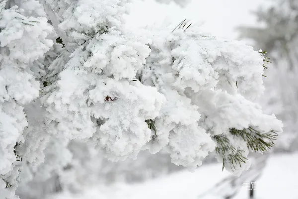 高清摄影 冬日松枝上的雪景