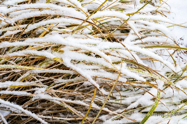高清摄影 冬日雪地里的枯草