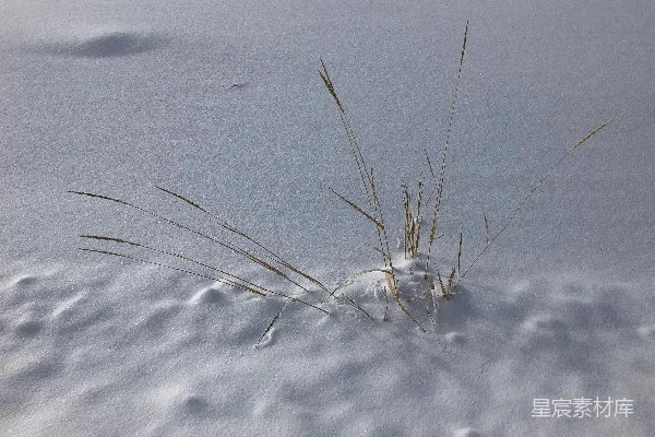 高清摄影 雪地里的草