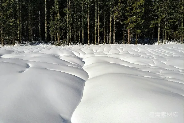 高清摄影 冬日松林中的雪浪